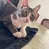 Aston a rejoint le concours — aidez-le/la à gagner de superbes lots ! animal, cat, chair, close_up, clothing, curious, domestic_cat, ears, furniture, gray_cat, indoor, jeans, pet, pink_nose, resting, table, tablecloth, whiskers, white_cat, yellow_eyes