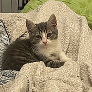 Aston a rejoint le concours — aidez-le/la à gagner de superbes lots ! kitten, cat, gray_and_white, blanket, cozy, indoor, pet, feline, cute, resting, fur, animal, soft_texture, green_pillow, home, comfort, young_cat, relaxed, curious, whiskers