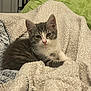 kitten, cat, gray_and_white, blanket, cozy, indoor, pet, feline, cute, resting, fur, animal, soft_texture, green_pillow, home, comfort, young_cat, relaxed, curious, whiskers