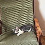 Aston participe au concours pour gagner de l'argent avec cette photo : kitten, cat, feline, pet, animal, indoor, chair, armchair, green, patterned, wooden_armrest, cushion, resting, cute, small, fur, whiskers, paws, domestic_cat, relaxing