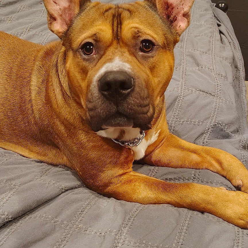 Diesel is registered to the contest to win money with this photo: animal, bed, brown_dog, canine, collar, dog, domestic_animal, ears, face, fur, furniture, indoor, looking, lying_down, pet, portrait, quilted_bedspread, resting, wall, window_blinds