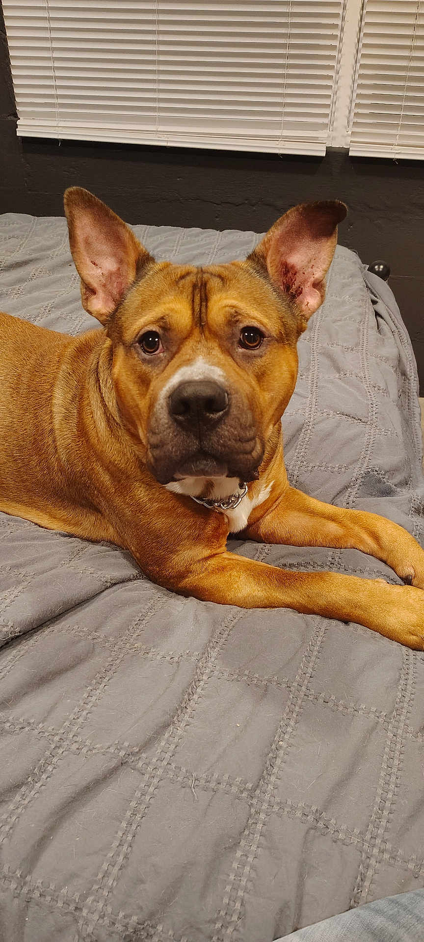 Diesel is registered to the contest to win money with this photo: dog, pet, brown_dog, bed, quilted_bedspread, indoor, ears, face, animal, canine, looking, lying_down, collar, furniture, window_blinds, wall, domestic_animal, resting, fur, portrait