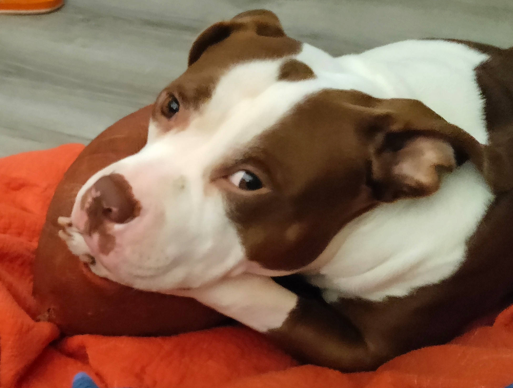 Judah Kane Finch is registered to the contest to win money with this photo: canidae, carnivore, collar, companion_dog, dog, dog_breed, dog_collar, ear, fawn, fur, hunting_dog, liver, non_sporting_group, scent_hound, snout, sporting_group, whiskers, working_animal, working_dog