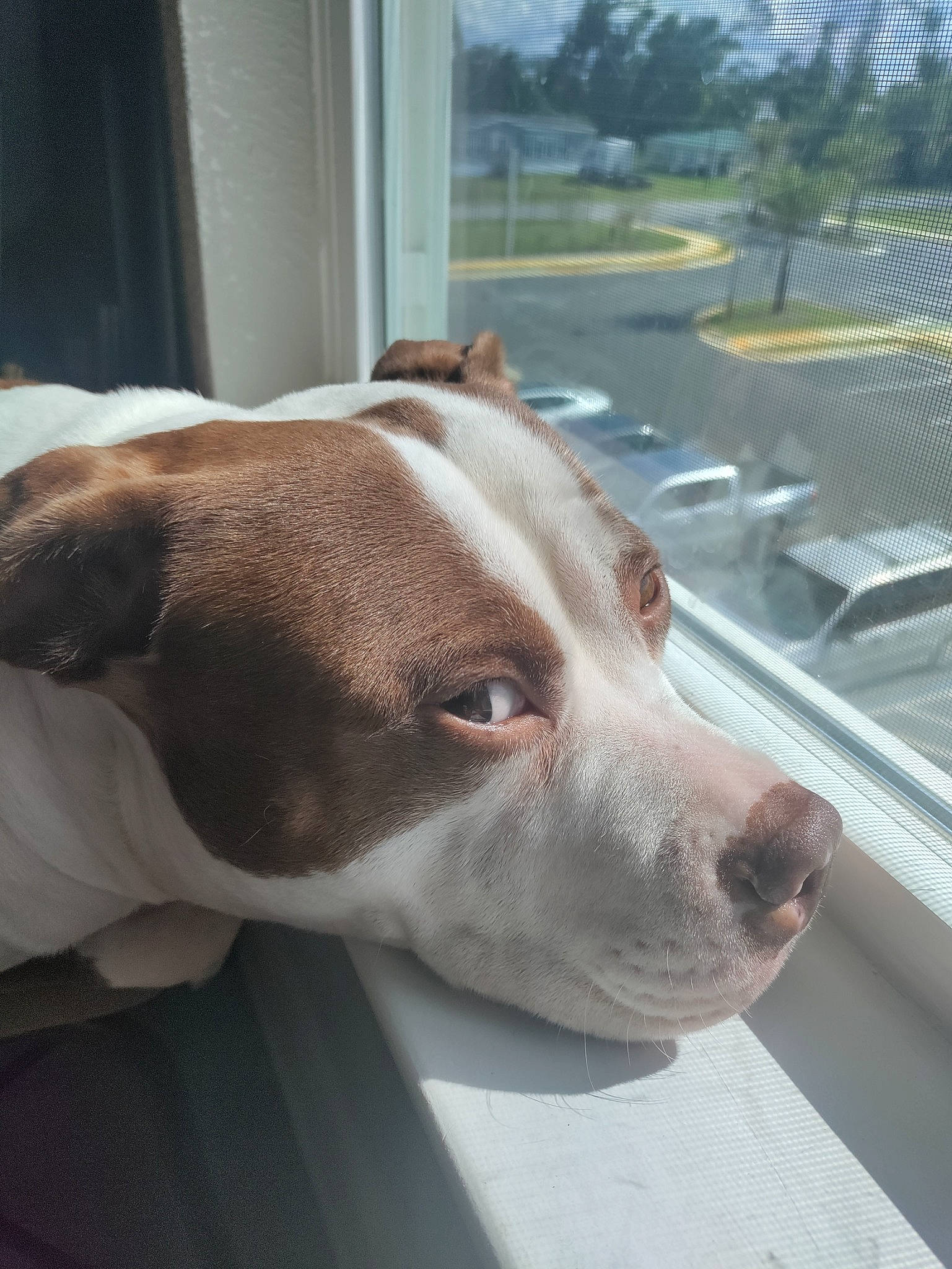 Judah Kane is registered to the contest to win money with this photo: canidae, carnivore, collar, companion_dog, dog, dog_breed, dog_collar, ear, fawn, guard_dog, liver, non_sporting_group, pet_supply, plant, snout, sporting_group, tree, whiskers, window, working_animal