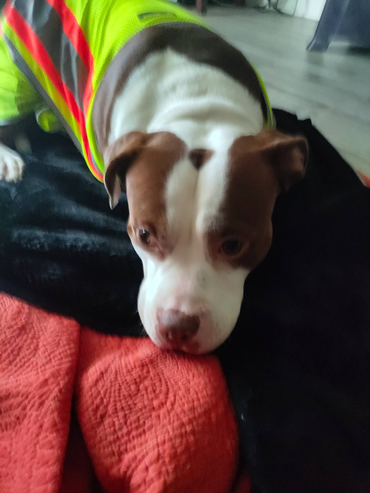 Judah Kane is registered to the contest to win money with this photo: canidae, carnivore, comfort, companion_dog, dog, dog_breed, dog_clothes, dog_supply, fawn, fur, linens, liver, non_sporting_group, paw, pet_supply, puppy_love, tail, toy_dog, whiskers, working_animal