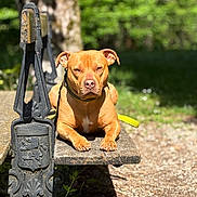 Léna a rejoint le concours — aidez-le/la à gagner de superbes lots ! animal, bench, brown_dog, closeup, daytime, dog, grass, greenery, iron_armrest, leash, nature, outdoor, park, pet, portrait, resting, shadow, sunlight, tree, wood