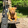 animal, bench, brown_dog, closeup, daytime, dog, grass, greenery, iron_armrest, leash, nature, outdoor, park, pet, portrait, resting, shadow, sunlight, tree, wood