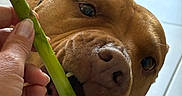Léna participe au concours pour gagner de l'argent avec cette photo : animal, bite, brown_dog, canine, chewing, close_up, curious, dog, food, green_vegetable, hand, human_hand, indoor, paw, person, pet, playful, snout, teeth, tile_floor