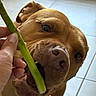 animal, bite, brown_dog, canine, chewing, close_up, curious, dog, food, green_vegetable, hand, human_hand, indoor, paw, person, pet, playful, snout, teeth, tile_floor