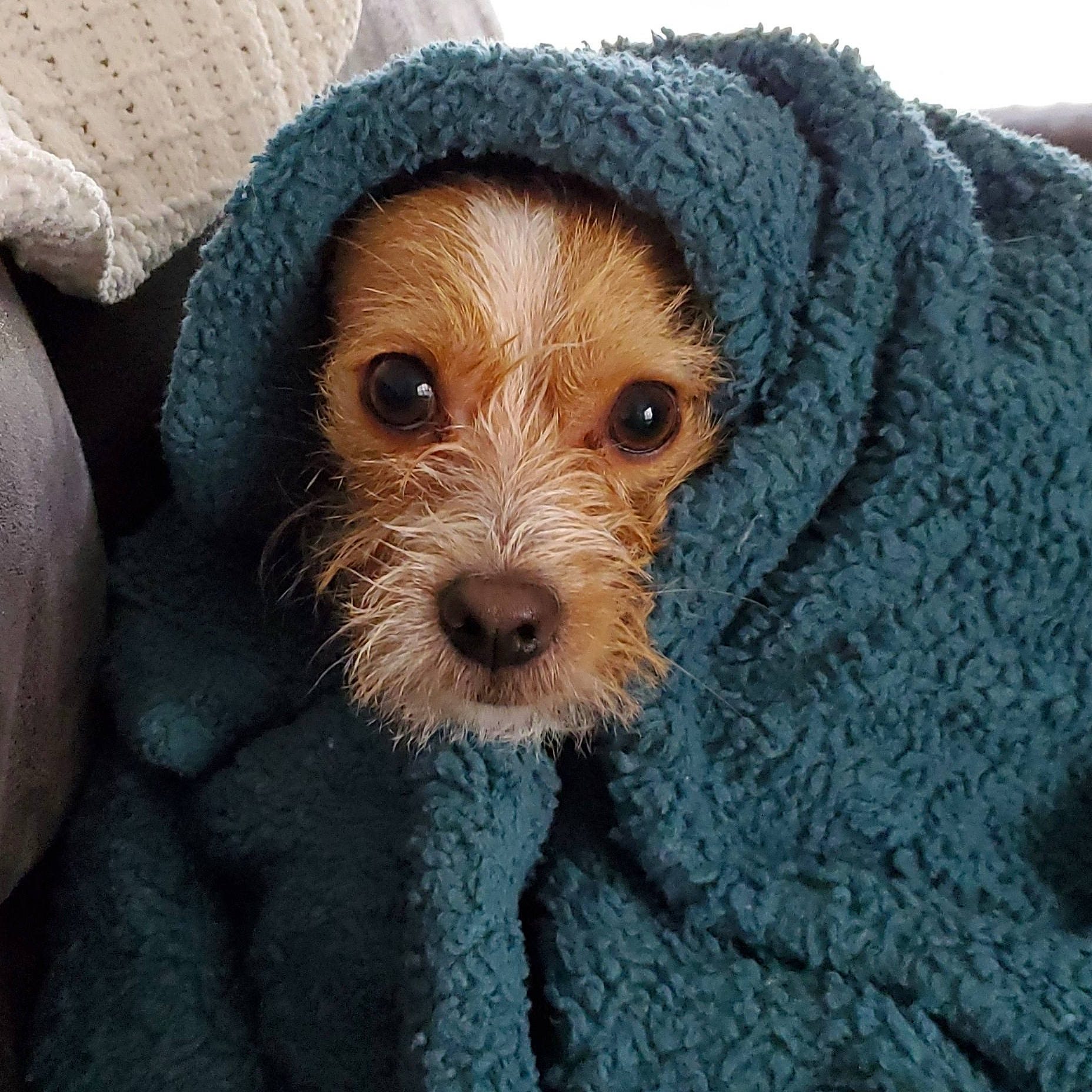 Squiggy is registered to the contest to win money with this photo: canidae, carnivore, cavapoo, cockapoo, companion_dog, dog, dog_breed, fur, labradoodle, mammal, poodle_crossbreed, puppy, puppy_love, rare_breed_dog, schnoodle, snout, spanish_water_dog, sporting_group, terrier, toy_dog