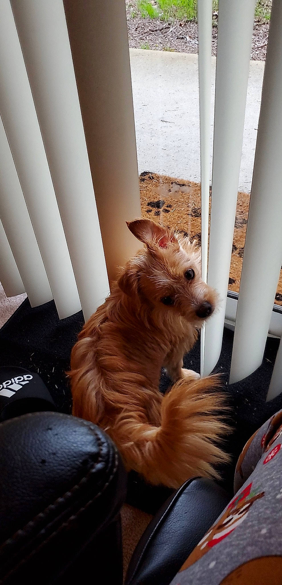 Squiggy joined the competition — help win amazing prizes! australian_terrier, cairn_terrier, canidae, carnivore, companion_dog, dog, dog_breed, fawn, mammal, norfolk_terrier, norwich_terrier, rare_breed_dog, small_terrier, sporting_group, terrier, vertebrate, yorkshire_terrier