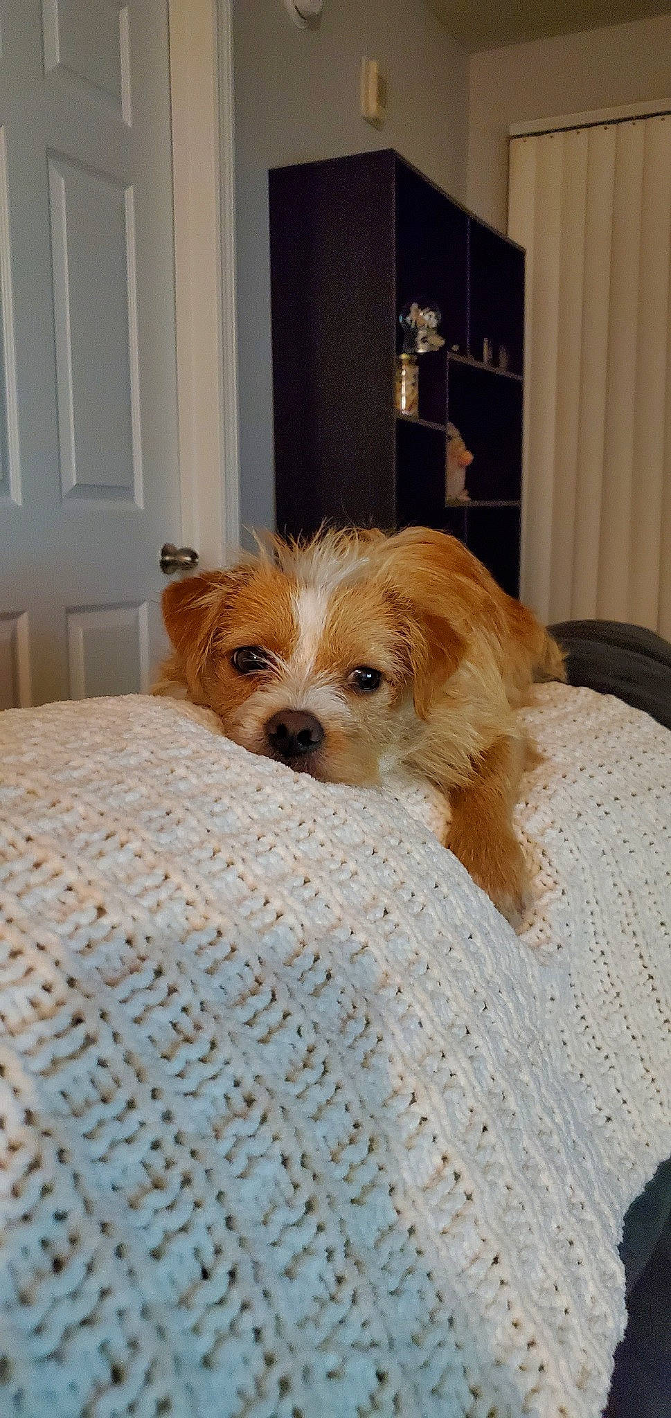 Squiggy is registered to the contest to win money with this photo: canidae, carnivore, cavachon, cavapoo, companion_dog, dog, dog_breed, maltepoo, mammal, morkie, norfolk_terrier, puppy, rare_breed_dog, schnoodle, shih_tzu, sporting_group, sporting_lucas_terrier, toy_dog, vertebrate, yorkshire_terrier