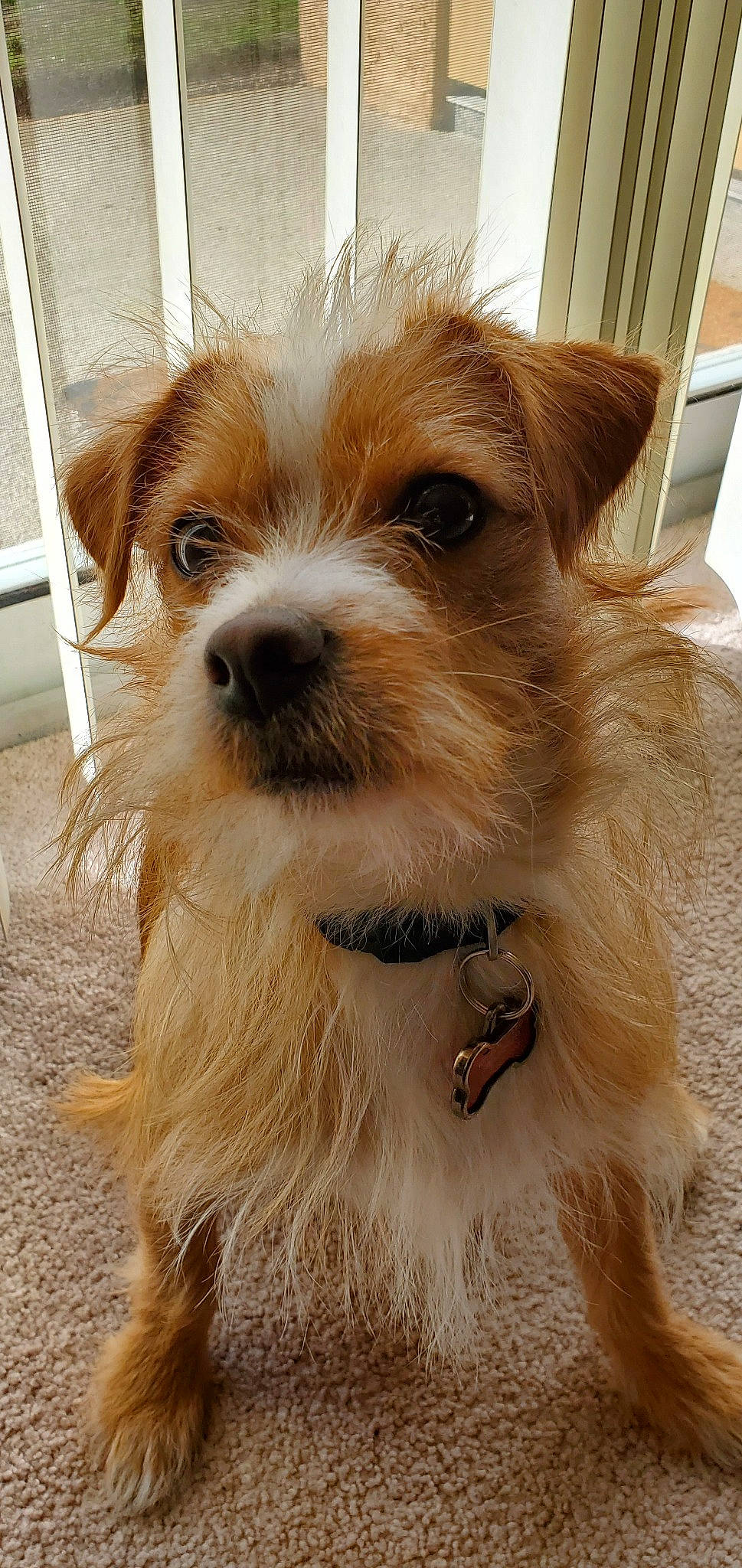 Squiggy joined the competition — help win amazing prizes! australian_terrier, canidae, carnivore, companion_dog, dog, dog_breed, dutch_smoushond, mammal, morkie, norfolk_terrier, norwich_terrier, puppy, rare_breed_dog, schnoodle, small_terrier, snout, sporting_group, sporting_lucas_terrier, terrier, vertebrate