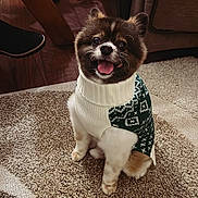 Luca is registered to the contest to win money with this photo: dog, pet, sweater, carpet, indoor, cute, small_dog, happy, tongue_out, fur, animal, cozy, home, wooden_floor, furniture, living_room, seated, smiling, companion, domestic_animal