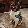 dog, pet, sweater, carpet, indoor, cute, small_dog, happy, tongue_out, fur, animal, cozy, home, wooden_floor, furniture, living_room, seated, smiling, companion, domestic_animal