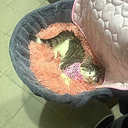 Joy a rejoint le concours — aidez-le/la à gagner de superbes lots ! cat, sleeping, bandana, pet_bed, fluffy, pink, gray, cozy, indoor, tile_floor, resting, cute, feline, domestic_cat, fur, whiskers, relaxed, comfortable, pet, nap