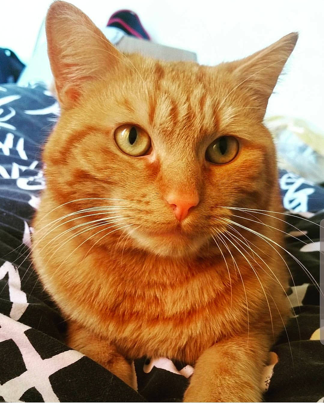 Faya participe au concours pour gagner de l'argent avec cette photo : aegean_cat, american_shorthair, arabian_mau, asian, carnivore, cat, domestic_short_haired_cat, european_shorthair, fawn, felidae, german_rex, kitten, mammal, photography, small_to_medium_sized_cats, snout, tabby_cat, whiskers