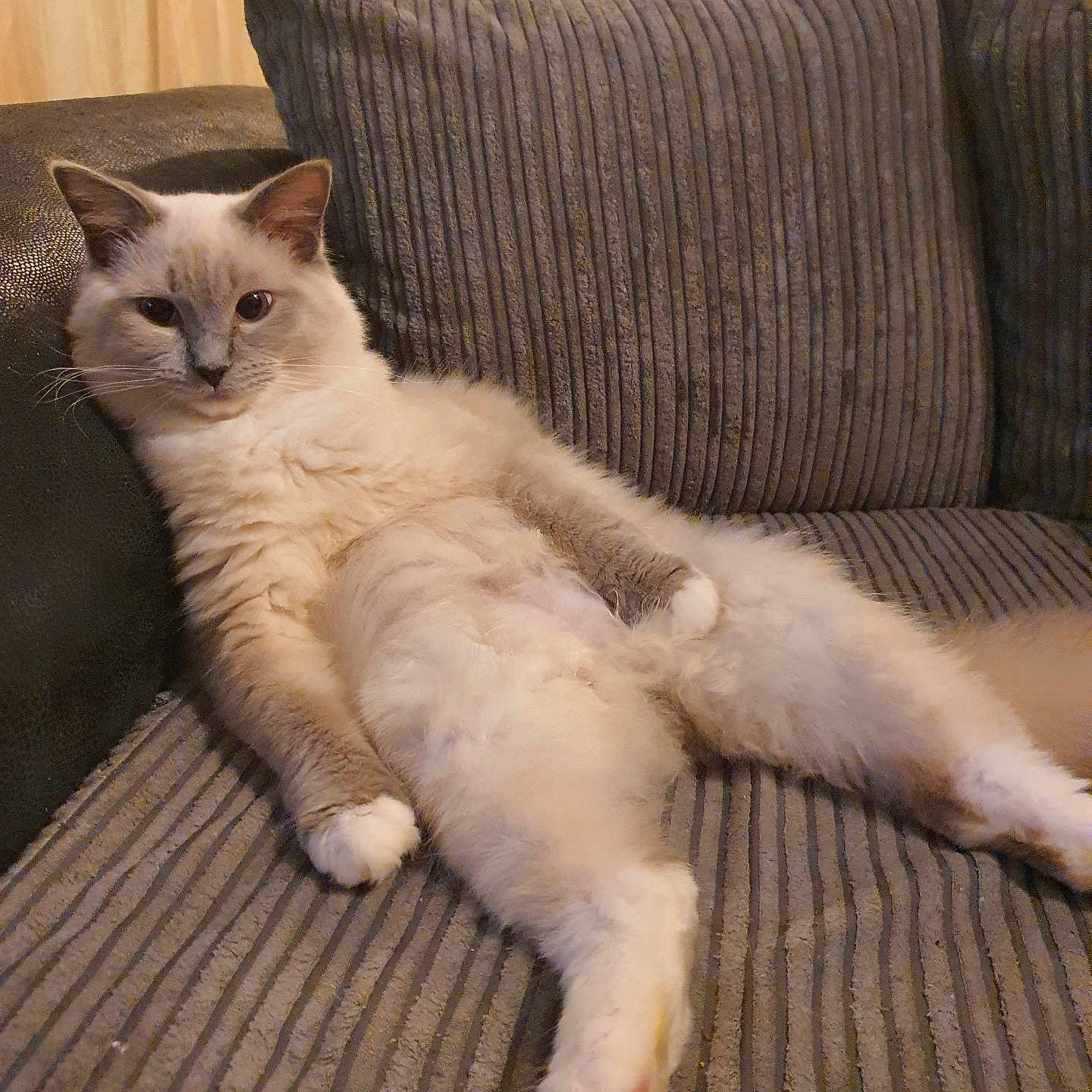 Loki is registered to the contest to win money with this photo: animal, architecture, armchair, building, cat, chair, couch, cushion, furniture, homedecor, indoors, kitten, linen, livingroom, manx, person, pet, room, siamese, wood