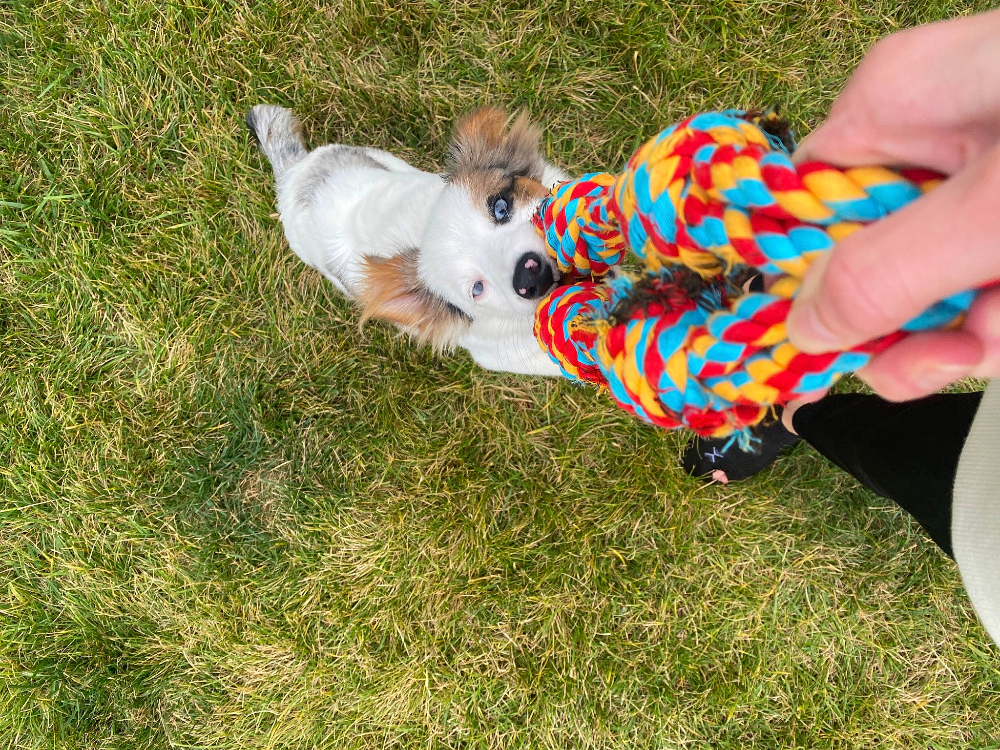 Charli is registered to the contest to win money with this photo: baby_toddler_clothing, child, companion_dog, dog_breed, foot, fun, grass, grassland, happy, human_leg, lawn, leisure, meadow, pattern, people_in_nature, recreation, sitting, tail, toddler, toy