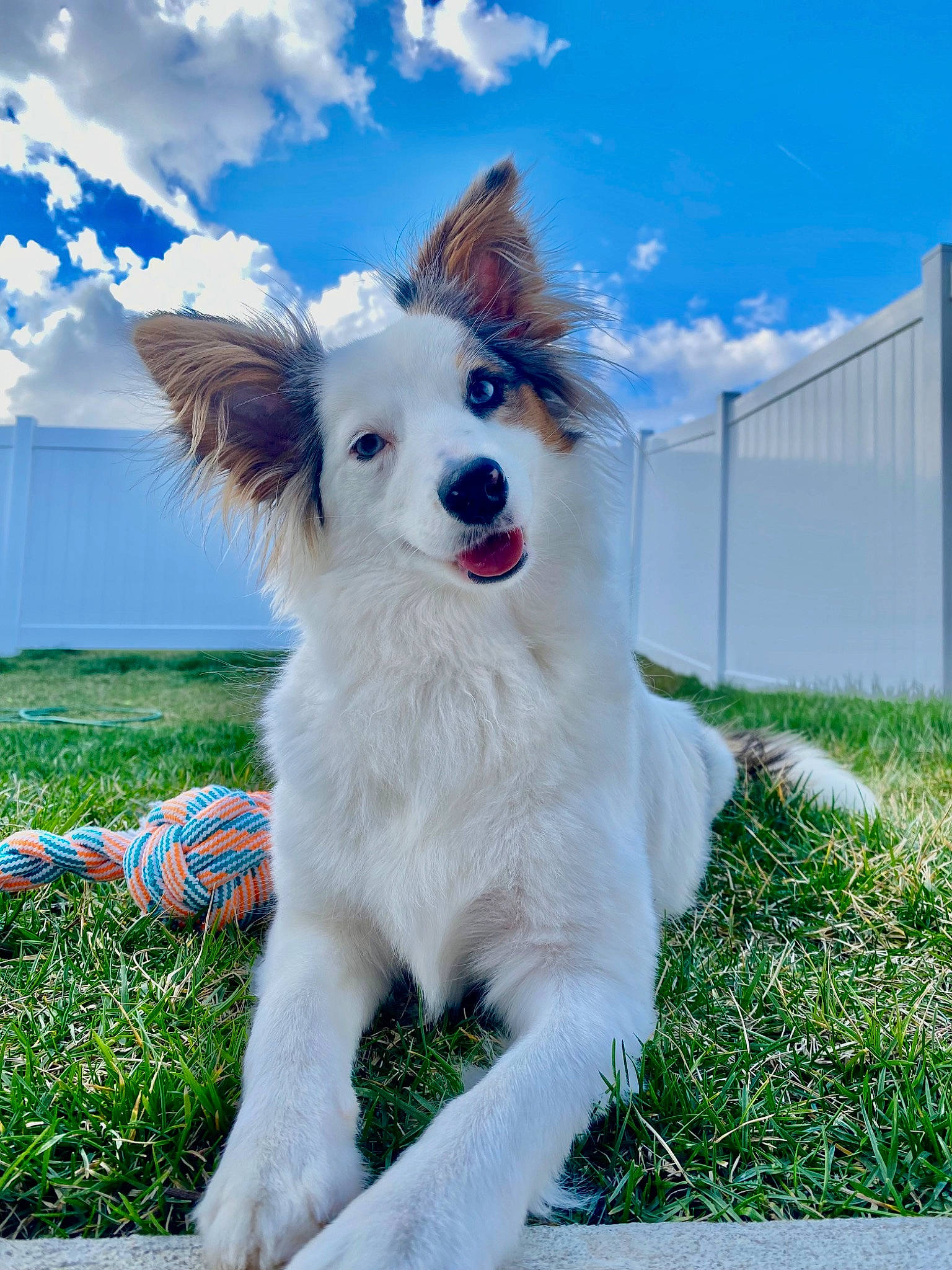 Charli is registered to the contest to win money with this photo: canidae, carnivore, cloud, collar, companion_dog, dog, dog_breed, dog_collar, dog_supply, fawn, fence, grass, happy, musical_instrument, plant, sky, snout, sporting_group, tail, whiskers