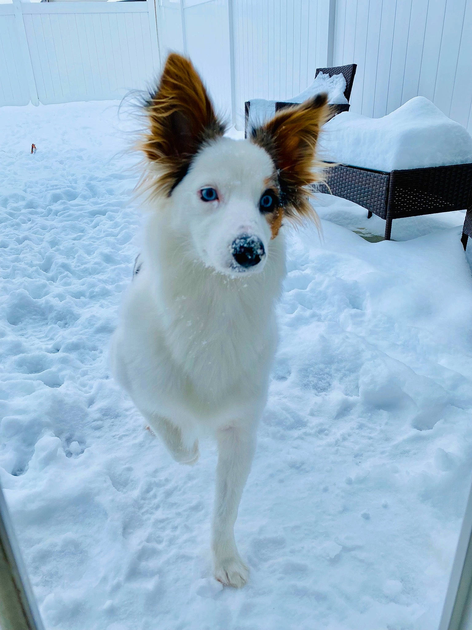 Charli joined the competition — help win amazing prizes! canidae, carnivore, companion_dog, dog, dog_breed, dog_supply, freezing, fur, snow, sporting_group, tail, winter, working_dog