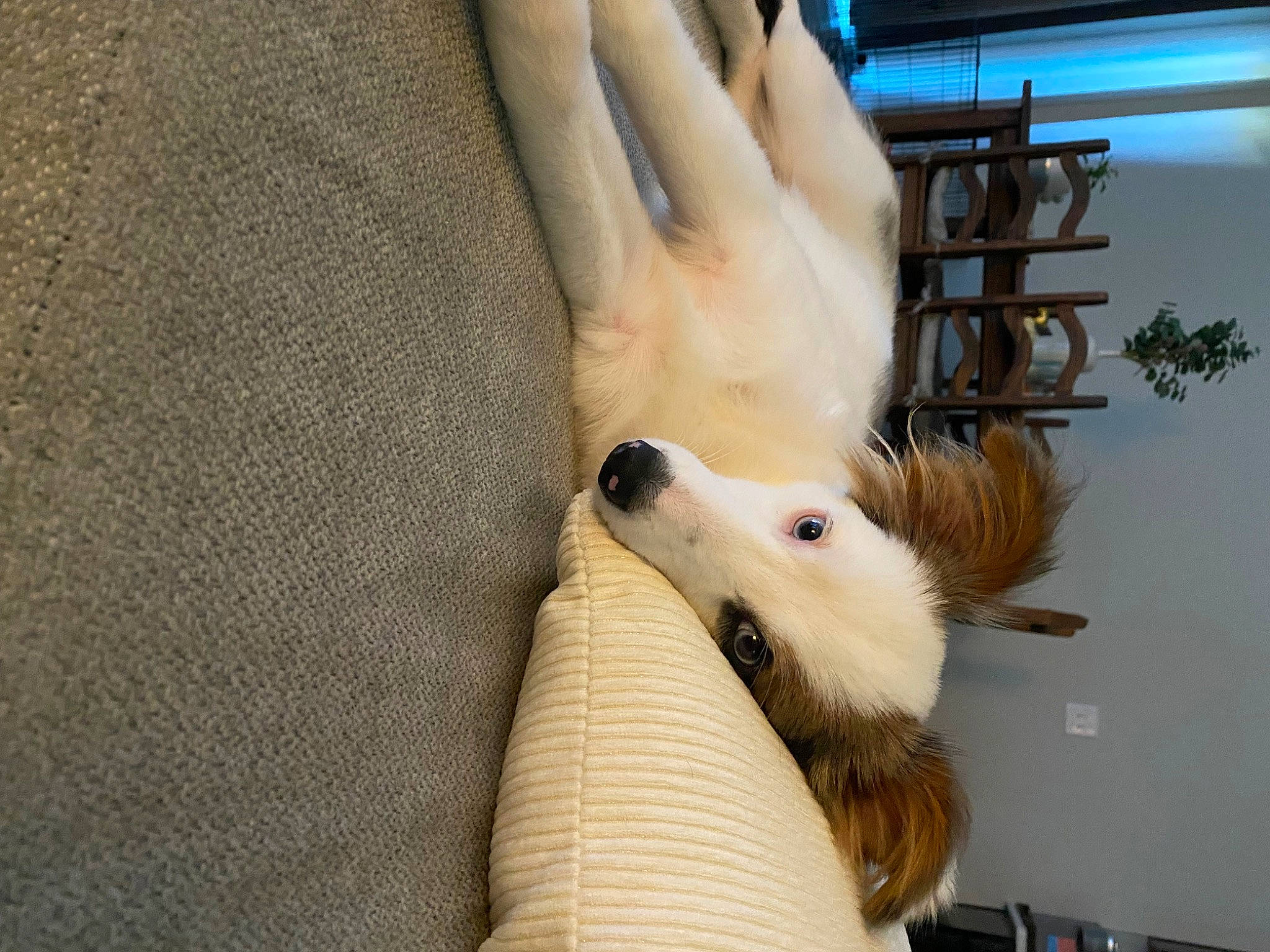 Charli joined the competition — help win amazing prizes! canidae, carnivore, companion_dog, dog, dog_breed, ear, eyelash, fashion_accessory, fawn, felidae, fur, gesture, mammal, nail, natural_material, snout, sporting_group, whiskers, wood, wrist