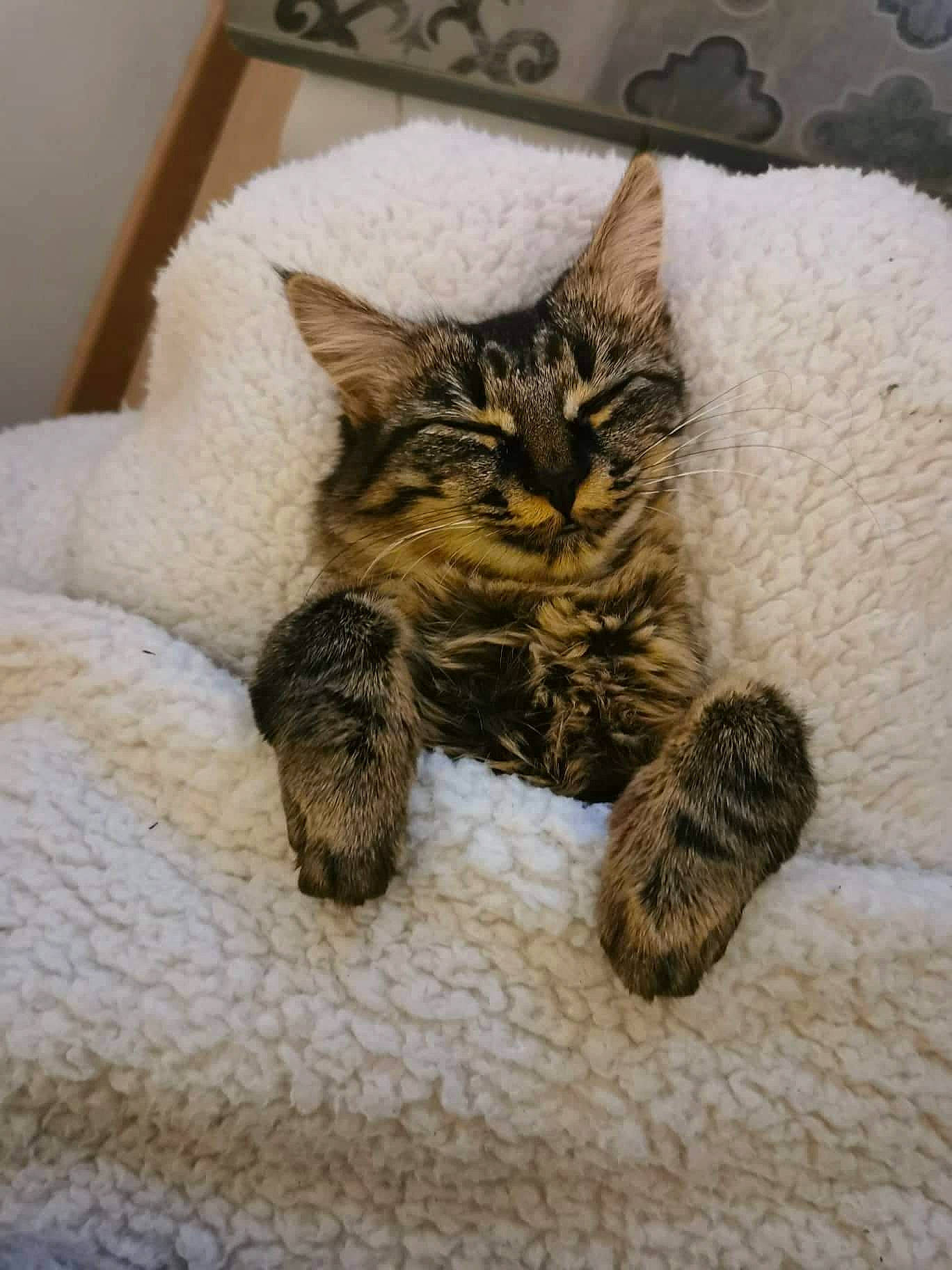 Sookie participe au concours pour gagner de l'argent avec cette photo : carnivore, cat, claw, comfort, domestic_short_haired_cat, fawn, felidae, fur, human_leg, paw, small_to_medium_sized_cats, snout, tail, terrestrial_animal, whiskers