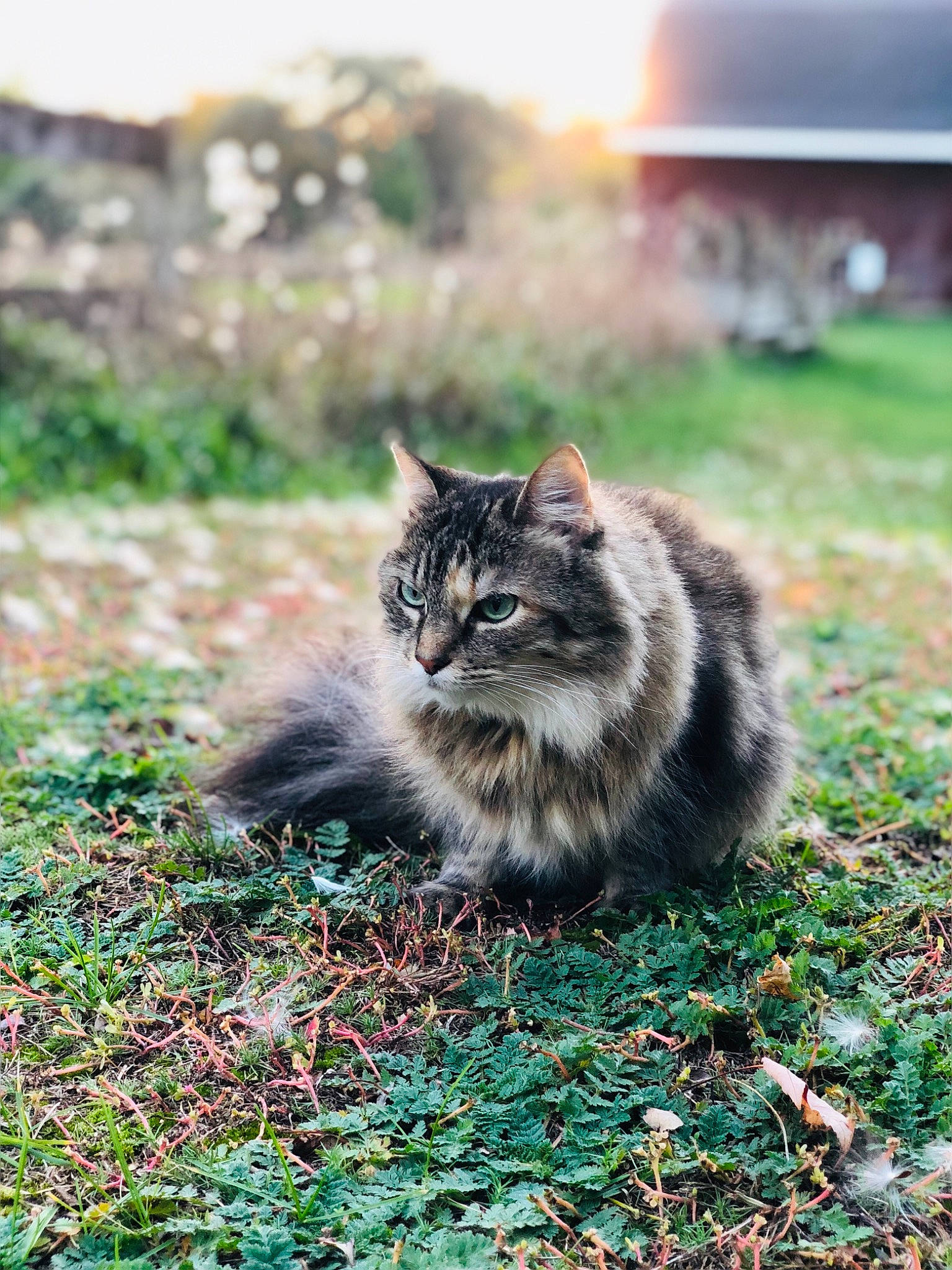 Sushi joined the competition — help win amazing prizes! asian_semi_longhair, british_semi_longhair, carnivore, cat, domestic_long_haired_cat, felidae, grass, kurilian_bobtail, leaf, maine_coon, mammal, norwegian_forest_cat, plant, siberian, small_to_medium_sized_cats, tabby_cat, tree, whiskers, wild_cat, wildlife