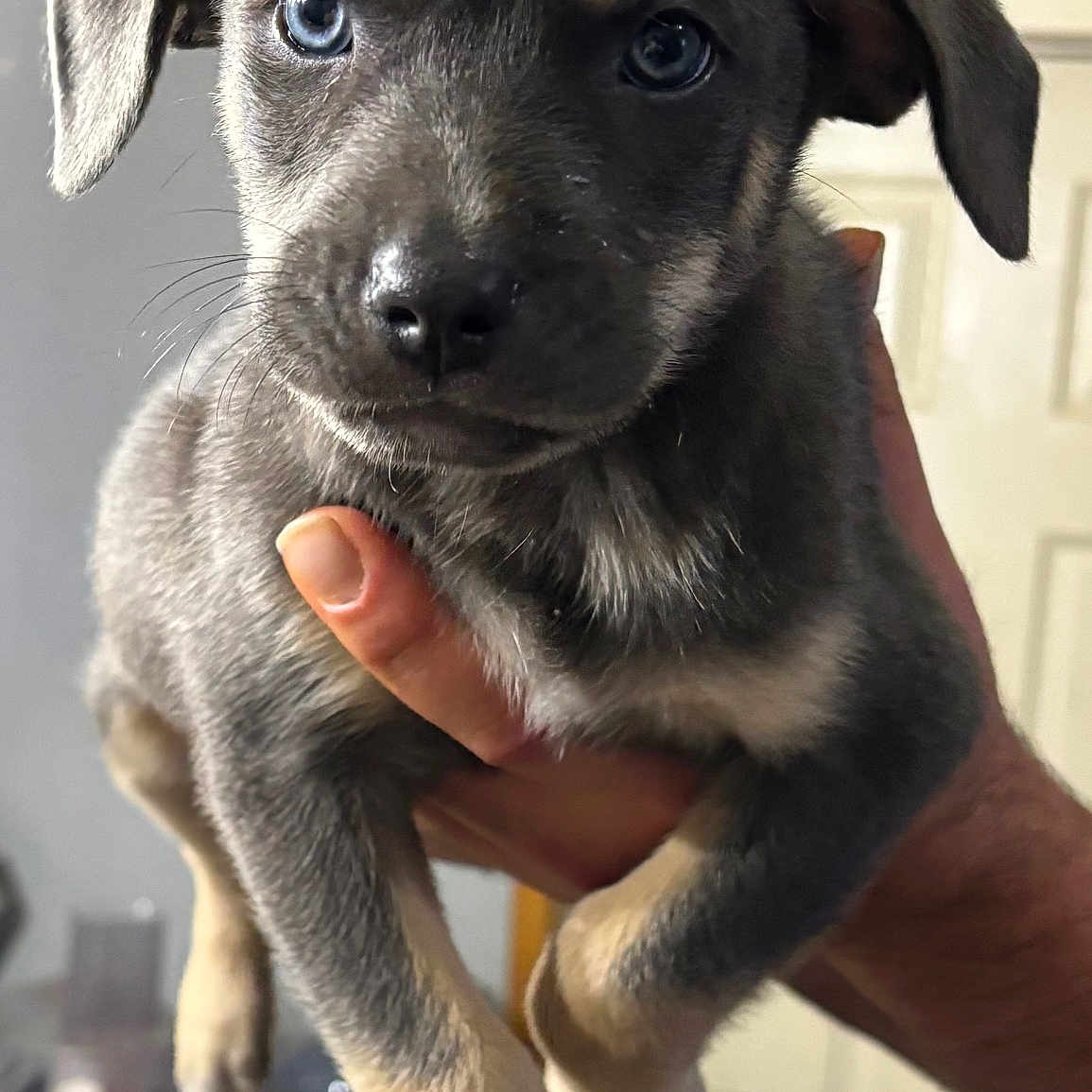 Potpot is registered to the contest to win money with this photo: puppy, dog, blue_eyes, hand, indoor, close_up, cute, young, pet, animal, fur, face, ears, nose, expression, domestic, holding, looking, background, kitchen