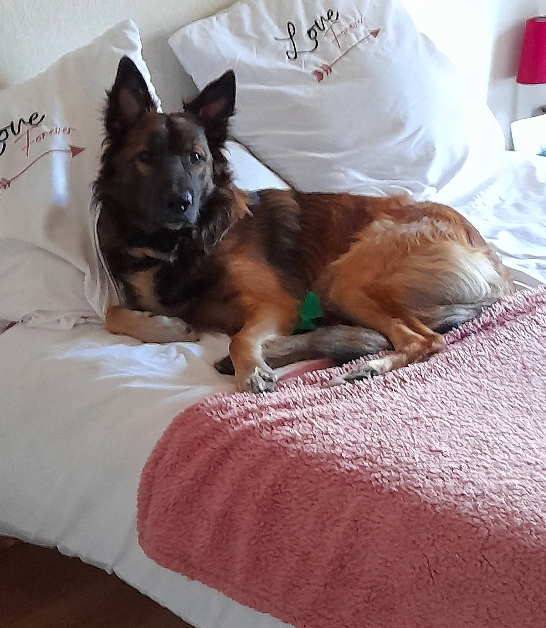 Tiago participe au concours pour gagner de l'argent avec cette photo : bed, bed_sheet, bedding, canidae, carnivore, comfort, companion_dog, dog, dog_breed, dog_supply, duvet, fawn, felidae, fur, linens, liver, pillow, room, sporting_group, working_animal