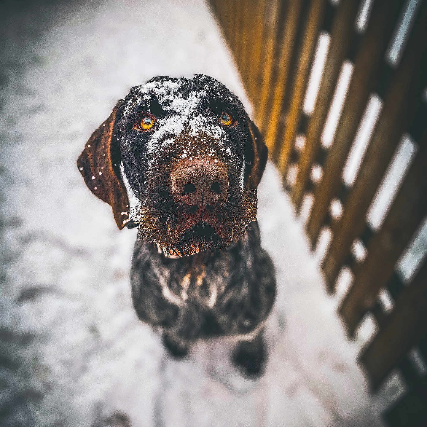Pongo