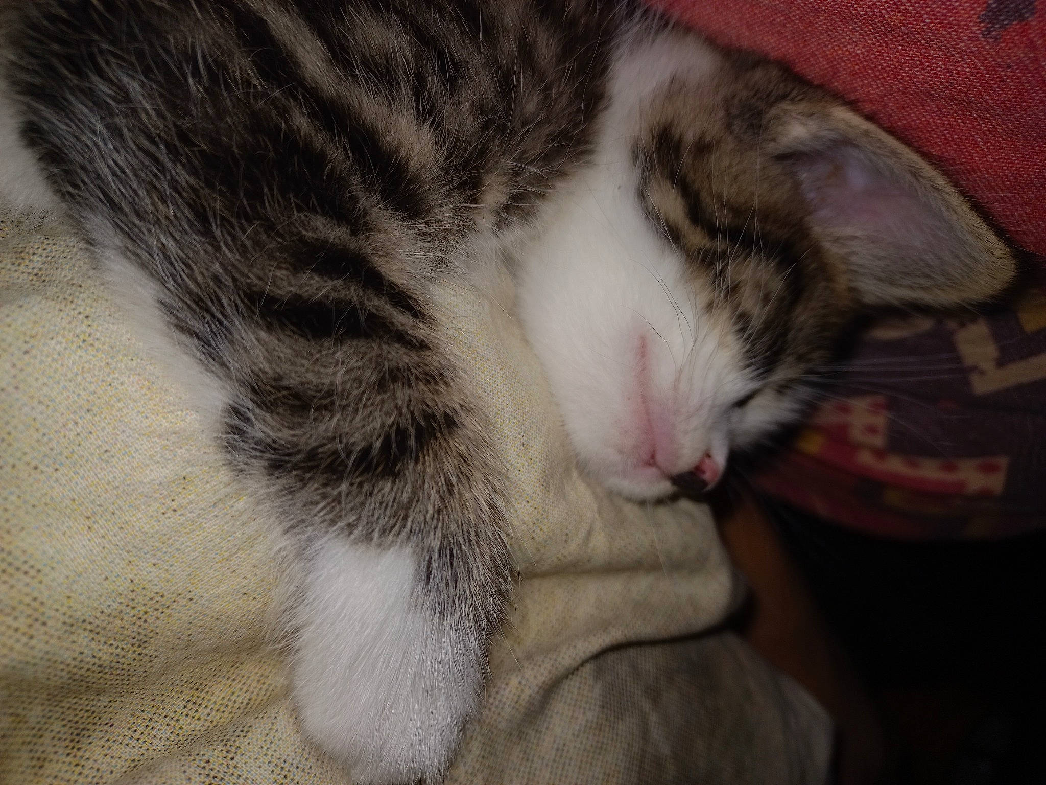 Spoke a rejoint le concours — aidez-le/la à gagner de superbes lots ! carnivore, cat, claw, comfort, domestic_short_haired_cat, felidae, fur, nap, paw, sleep, small_to_medium_sized_cats, snout, tail, terrestrial_animal, whiskers