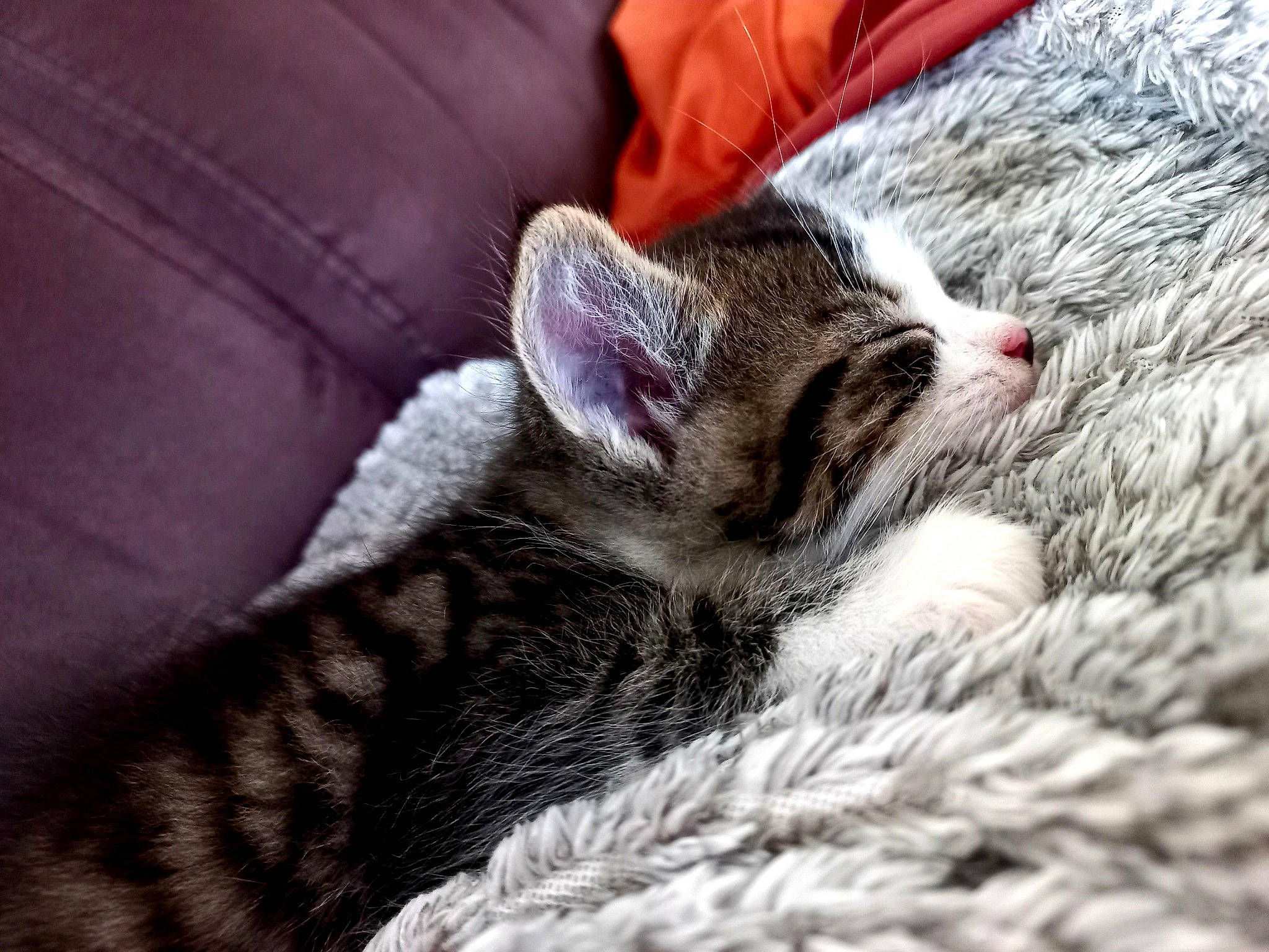 Spoke a rejoint le concours — aidez-le/la à gagner de superbes lots ! carnivore, cat, cat_bed, claw, comfort, couch, domestic_short_haired_cat, eye, felidae, fur, grey, linens, nap, pattern, paw, sleep, small_to_medium_sized_cats, snout, textile, whiskers