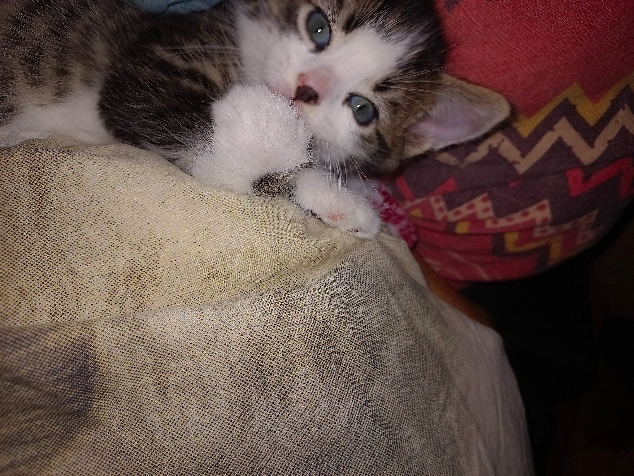 Spoke participe au concours pour gagner de l'argent avec cette photo : carnivore, cat, cat_bed, cat_supply, claw, comfort, couch, domestic_short_haired_cat, felidae, fur, grey, linens, nap, pattern, paw, sleep, small_to_medium_sized_cats, snout, tail, whiskers