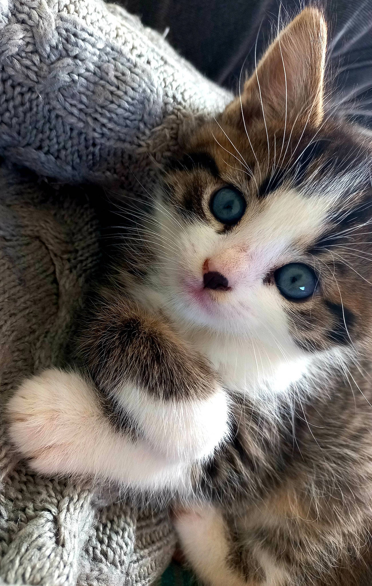 Spoke participe au concours pour gagner de l'argent avec cette photo : carnivore, cat, claw, close_up, domestic_short_haired_cat, eyelash, fawn, felidae, fur, paw, plant, small_to_medium_sized_cats, snout, tail, terrestrial_animal, tree, whiskers