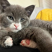 Kitty is registered to the contest to win money with this photo: animal, cat, close_up, cozy, cute, domestic_cat, feline, fur, gray_cat, indoor, kitten, pet, pink_paw_pads, portrait, relaxed, resting, soft, whiskers, white_paws, young_cat