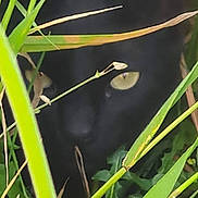 Baguera participe au concours pour gagner de l'argent avec cette photo : circle, flowering_plant, grass, grass_family, leaf, plant, plant_stem, sedge_family, terrestrial_animal, terrestrial_plant, twig, wildlife