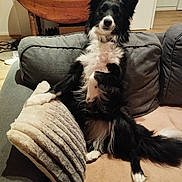 Shiva participe au concours pour gagner de l'argent avec cette photo : dog, border_collie, couch, pillow, indoor, pet, black_and_white, fur, relaxed, home, living_room, animal, canine, seated, cozy, furniture, domestic, companion, cute, friendly