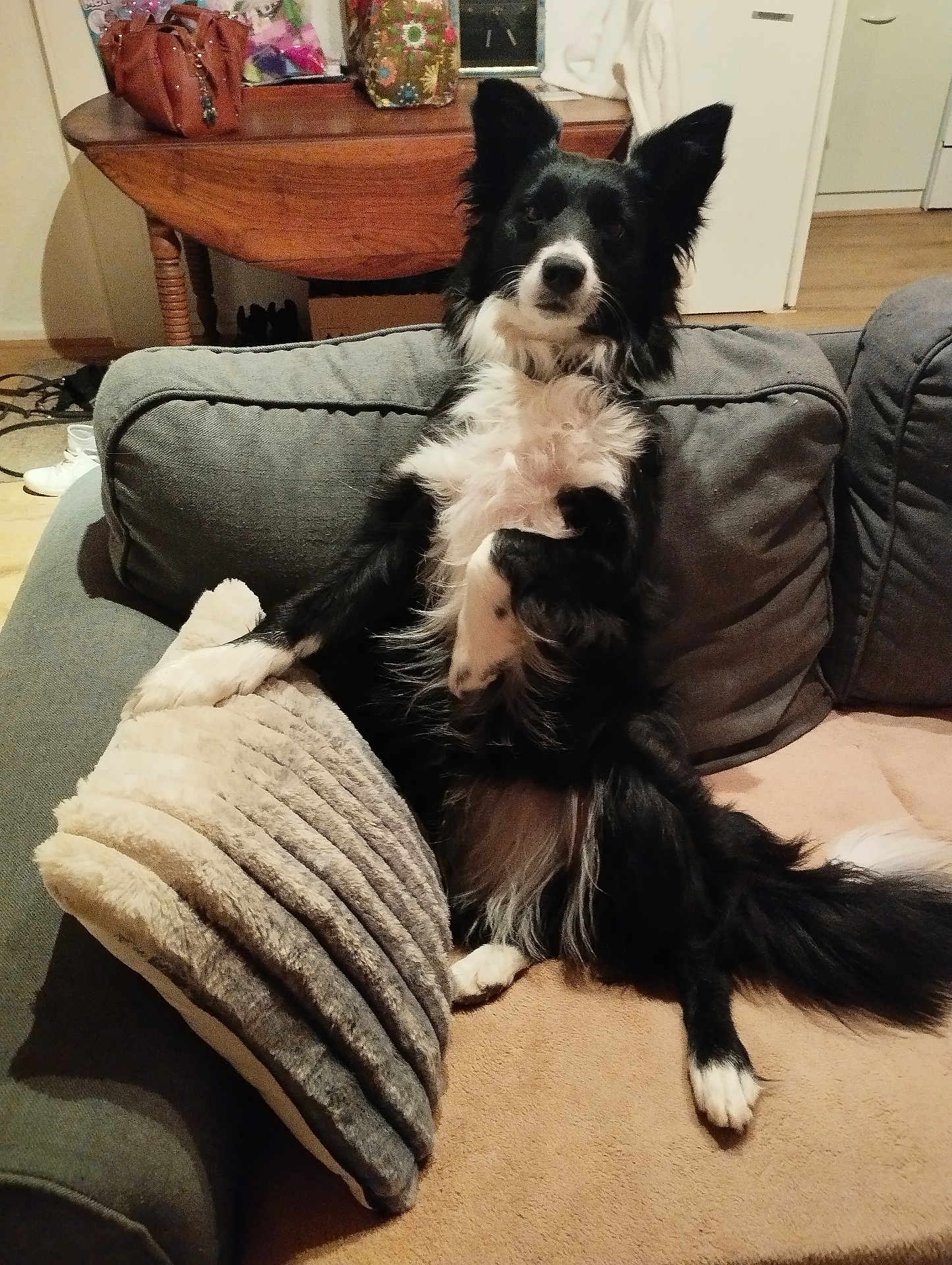 Shiva participe au concours pour gagner de l'argent avec cette photo : dog, border_collie, couch, pillow, indoor, pet, black_and_white, fur, relaxed, home, living_room, animal, canine, seated, cozy, furniture, domestic, companion, cute, friendly