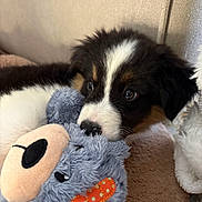 Asko participe au concours pour gagner de l'argent avec cette photo : puppy, dog, tricolor_puppy, stuffed_toy, plush_toy, nose, fur, eyes, couch, blanket, closeup, portrait, indoor, pet, cute, whiskers, snout, soft_texture, brown_black_white, toy_bear