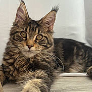 Bella participe au concours pour gagner de l'argent avec cette photo : cat, tabby, kitten, pet, fur, whiskers, ears, eyes, closeup, portrait, indoor, lounging, paw, feline, striped_fur, long_hair, cute, floor, household, relaxed