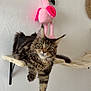 Bella a rejoint le concours — aidez-le/la à gagner de superbes lots ! cat, tabby_cat, feline, pet, indoor, plush_toy, flamingo, wall, shelf, whiskers, curious, lounging, paw, eyes, fur, portrait, vertical_photo, cozy, home_decor, metal_bracket