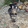 Bella participe au concours pour gagner de l'argent avec cette photo : cat, tabby, long_hair, pet, outdoor, gravel, rocks, stones, paws, whiskers, ears, green_eyes, lying_down, portrait, nature, backyard, moss, stare, relaxed, fluffy