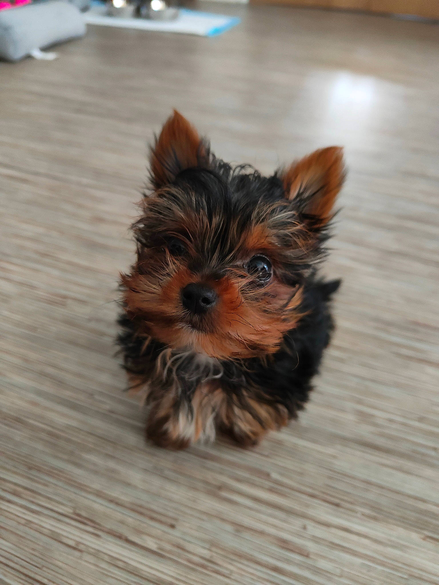 Ustiti participe au concours pour gagner de l'argent avec cette photo : canidae, carnivore, companion_dog, dog, dog_breed, dog_supply, fawn, flooring, fur, hardwood, liver, small_terrier, snout, sporting_group, terrier, toy_dog, water_dog, wood, yorkipoo, yorkshire_terrier