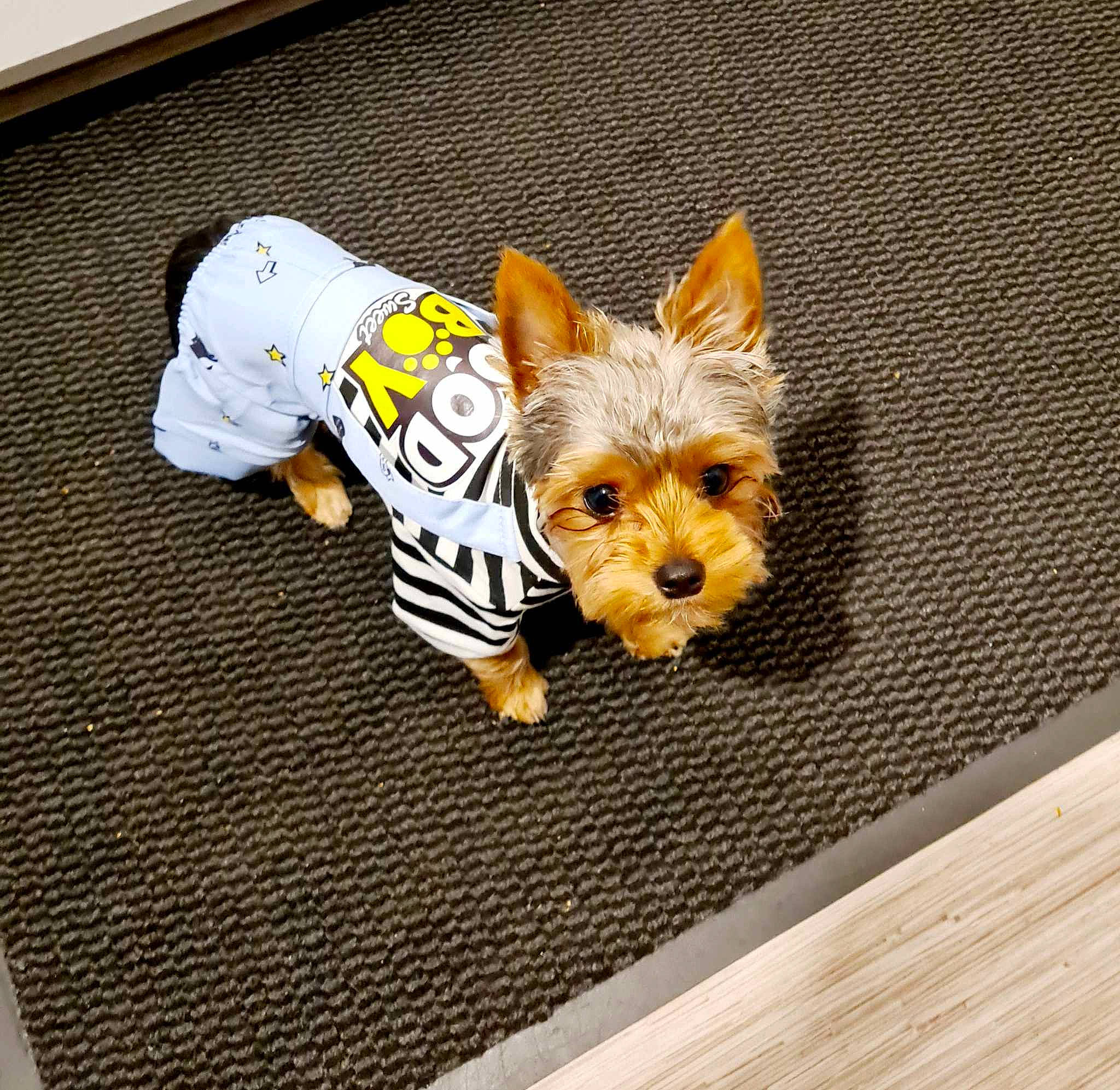 Ustiti participe au concours pour gagner de l'argent avec cette photo : canidae, carnivore, companion_dog, dog, dog_breed, dog_clothes, dog_supply, fawn, felidae, flooring, fur, mammal, small_terrier, snout, sporting_group, tail, toy_dog, vertebrate, wood, working_animal