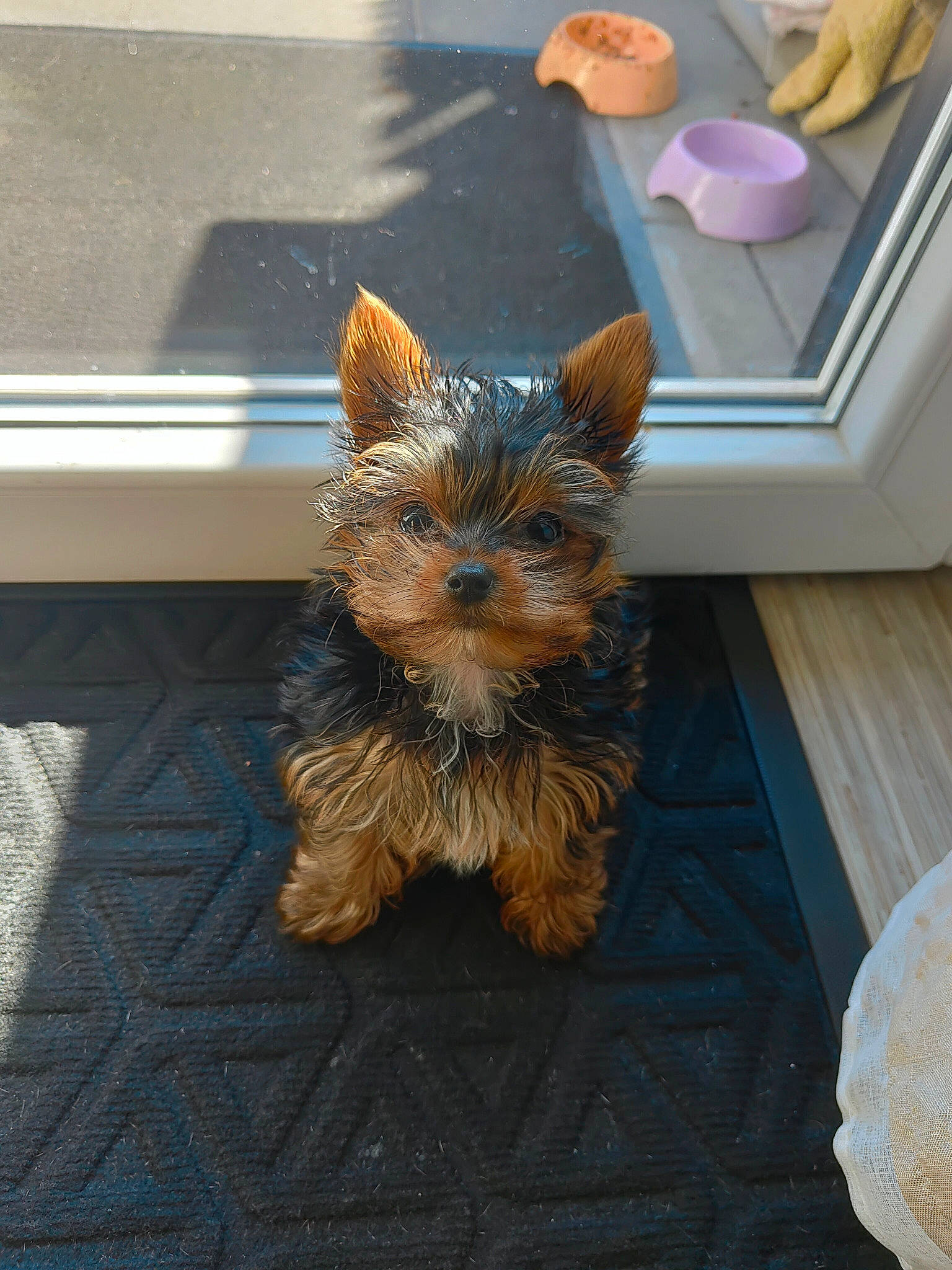 Ustiti a rejoint le concours — aidez-le/la à gagner de superbes lots ! australian_terrier, canidae, carnivore, companion_dog, dog, dog_breed, dog_supply, fawn, flooring, fur, liver, small_terrier, snout, sporting_group, tail, terrier, toy_dog, working_animal, yorkipoo, yorkshire_terrier