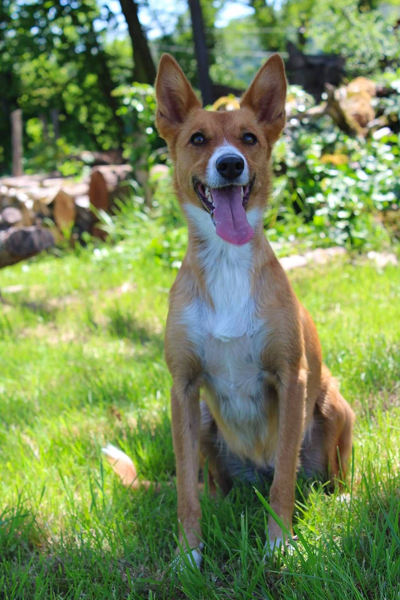Ozy participe au concours pour gagner de l'argent avec cette photo : bench, canidae, carnivore, companion_dog, dog, dog_breed, dog_sports, fawn, grass, plant, snout, sporting_group, street_dog, tail, terrestrial_animal, tree, whiskers, wildlife, working_animal, working_dog