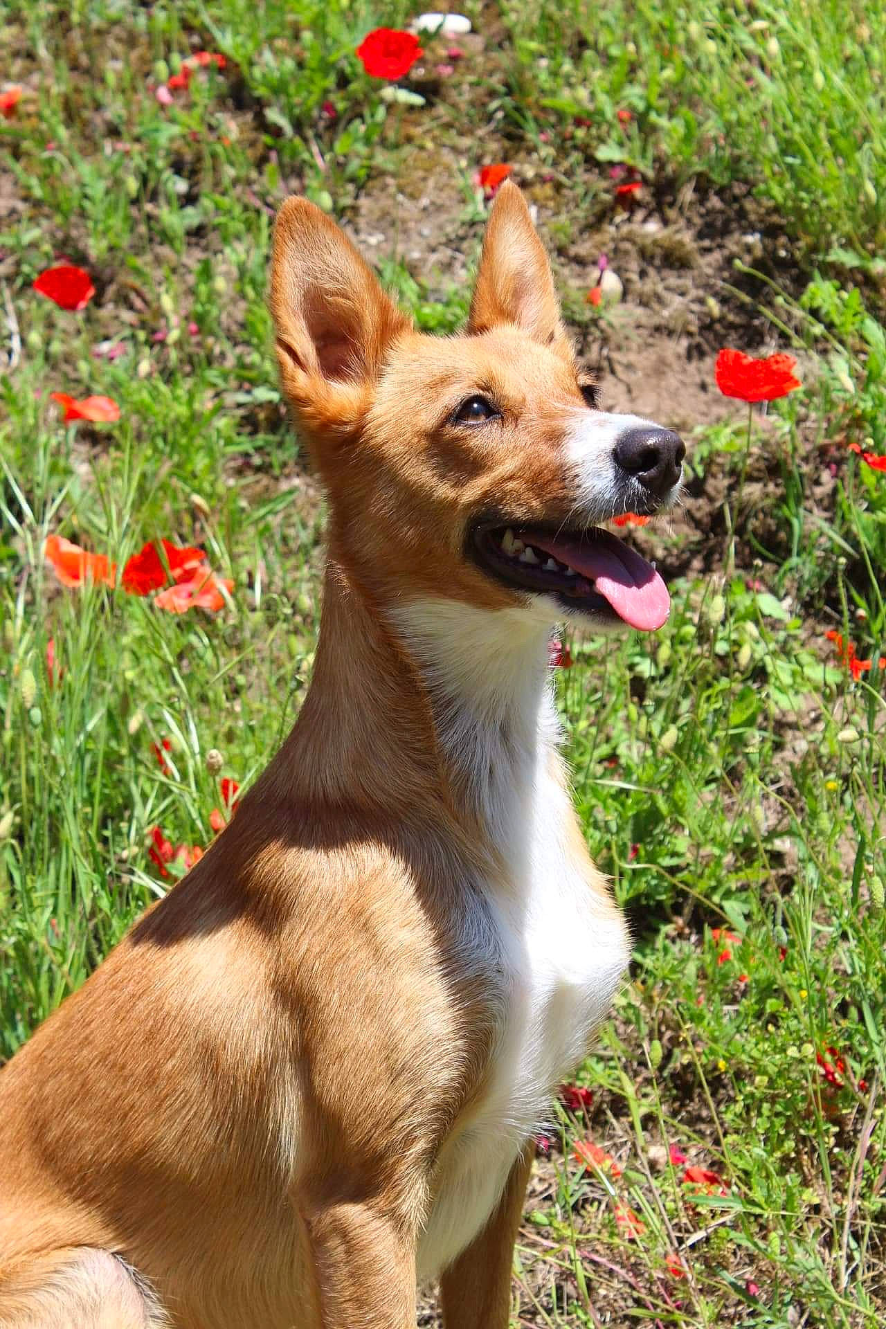 Ozy a rejoint le concours — aidez-le/la à gagner de superbes lots ! canidae, carnivore, chihuahua, collar, companion_dog, dog, dog_breed, fawn, flower, grass, groundcover, herbaceous_plant, plant, snout, sporting_group, tail, terrestrial_animal, terrestrial_plant, toy_dog, whiskers