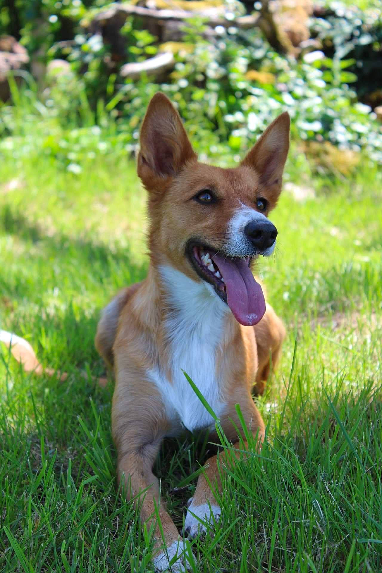 Ozy a rejoint le concours — aidez-le/la à gagner de superbes lots ! ancient_dog_breeds, canidae, carnivore, collar, companion_dog, dog, dog_breed, fawn, grass, groundcover, herding_dog, plant, sporting_group, tail, terrestrial_animal, tree, wildlife, wing, working_animal, working_dog