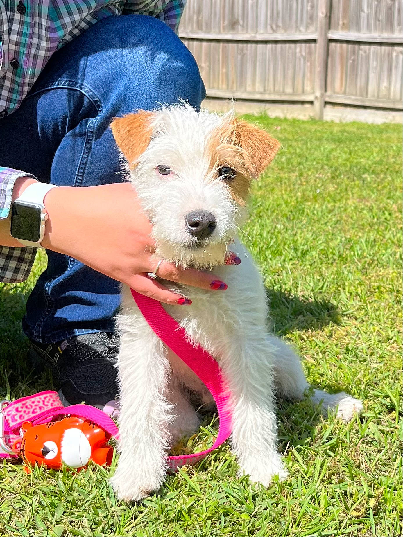 Drago is registered to the contest to win money with this photo: canidae, carnivore, companion_dog, dog, dog_breed, dog_clothes, dog_collar, dog_supply, event, fence, grass, home_fencing, lawn, leash, small_terrier, sporting_group, terrier, toy_dog, watch, wire_hair_fox_terrier